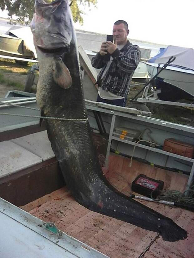 Саратовская область. Рыболовы, поймавшие 80-кг сома могут сесть за решетку