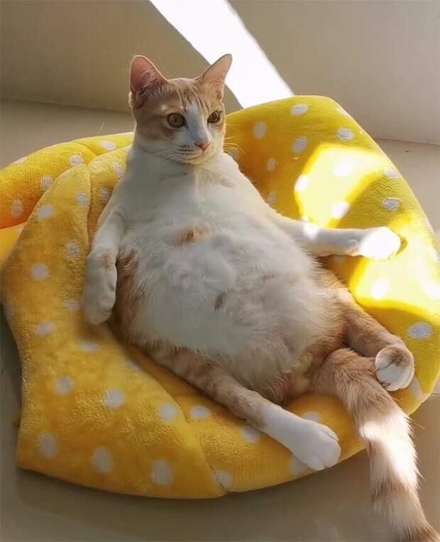 Кошки, которые научились вести себя как люди