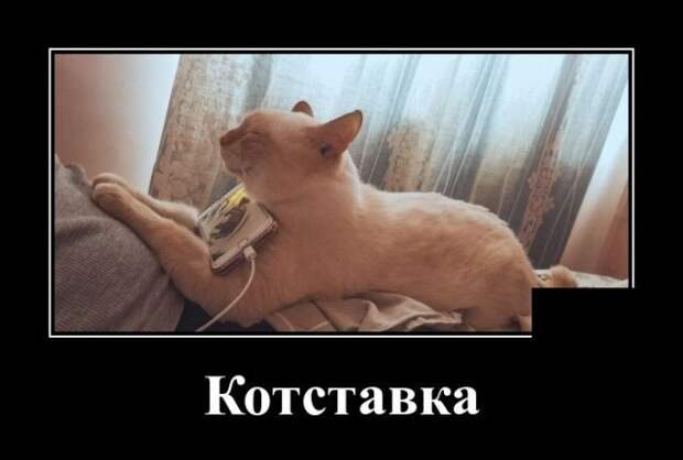 Демотиваторы от Водяной за 15 мая 2019 Каламбур, демотиваторы, животные, коты, юмор