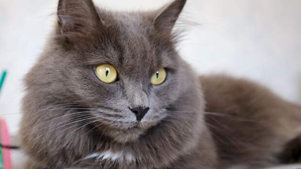 Психолог Иванова рассказала, как домашняя кошка улучшает состояние человека