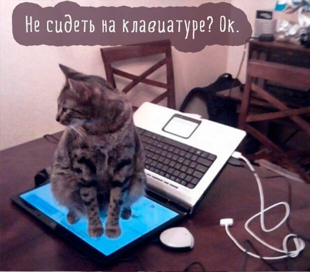 кошка сидит на экране ноутбука кошка сидит на экране ноутбука