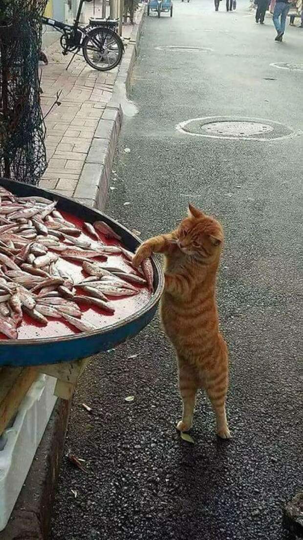 cмешные животные и еда