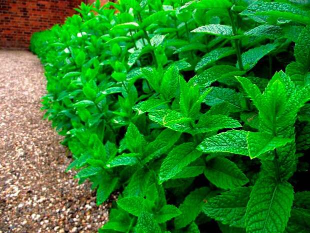Лекарственное растение Мята перечная (Mentha Xpiperita)