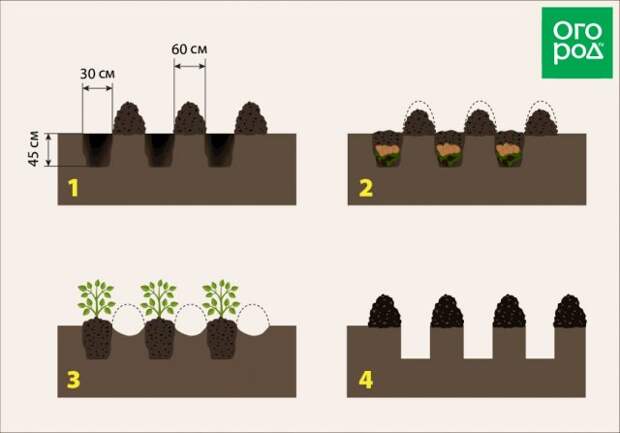 Схема посадки картофеля по Квартальновой