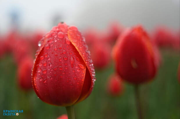 В Симферополе высадят 40 тысяч тюльпанов и нарциссов