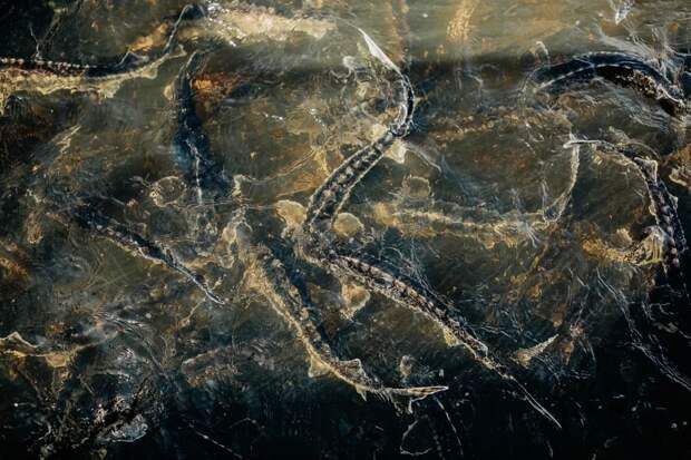 У ценных промысловых рыб в Астраханской области начался период дойки