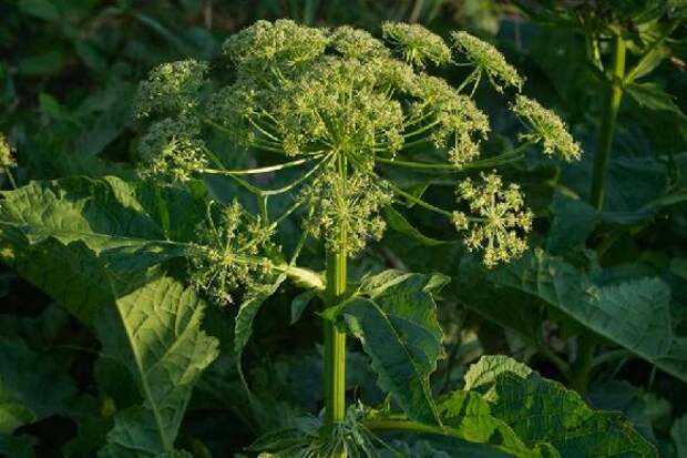 С 1 марта тамбовчан могут оштрафовать за борщевик на участке