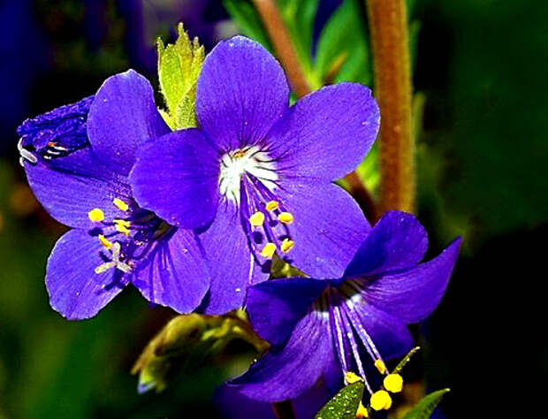 Цветки синюхи голубой