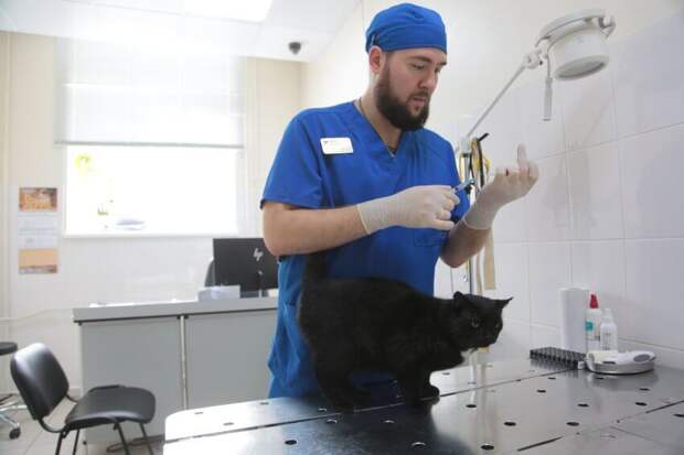 В феврале бесплатно привить питомцев от бешенства в САО можно будет по семнадцати адресам