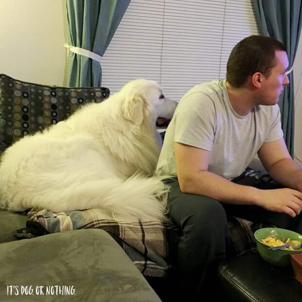 Great Pyrenees | It's Dog or Nothing