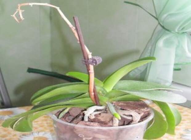 Орхидея Фаленопсис после цветения