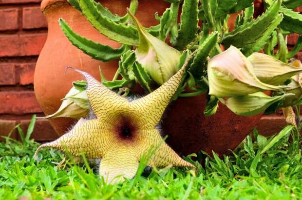 Стапелия (Stapelia)