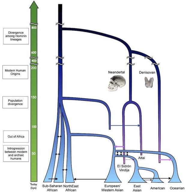 Diagram of human lineages diverging and interbreeding over time