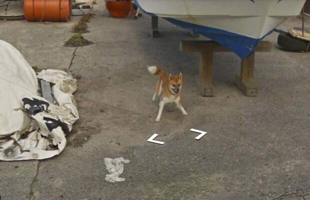 В Японии собака проследовала за автомобилем Google Street View, забавно «испортив» каждую сделанную им фотографию google street view, животные, кадр, собака, юмор