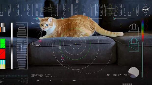Как рыжий кот "попал в космос", гоняясь за лазерным лучом