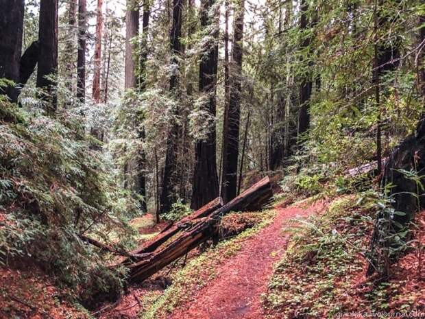 Из первых уст: Заблудиться в трёх секвойях, или Прогулка по парку Big Basin