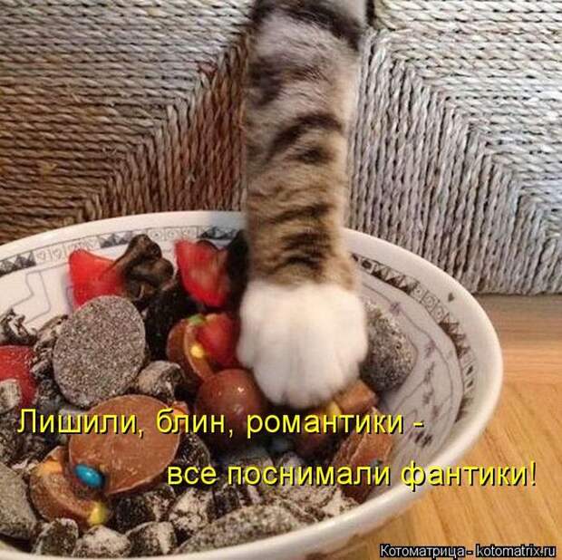 Лучшие котоматрицы недели (50 фото)