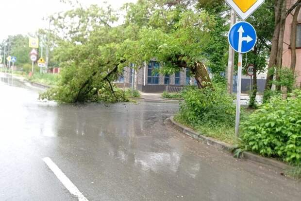 Ветер и дождь стали причиной падения нескольких деревьев и подтоплений улиц в Симферополе