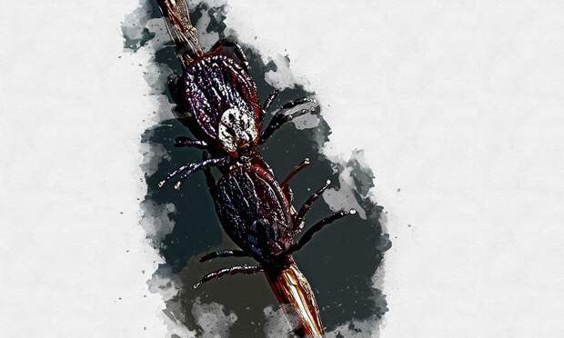 В Орловской области клещи начали нападать на людей