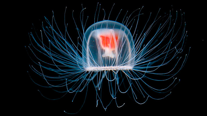 5 фото бессмертной медузы Turritopsis Nutricula, которая знает секрет вечной молодости