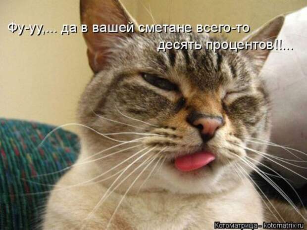 Новая котоматрица недели (39 фото)