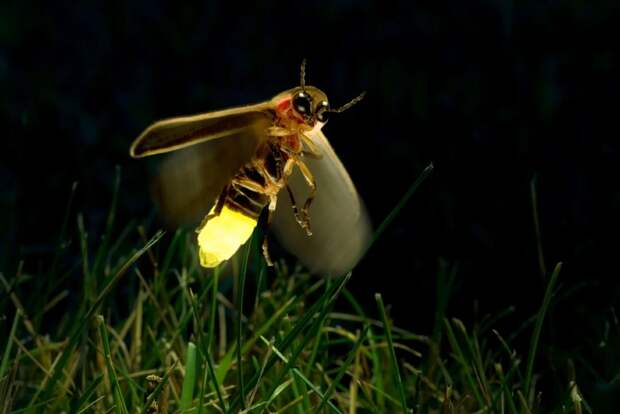 Жизнь насекомых: светлячок фотурис — соблазнитель-убийца