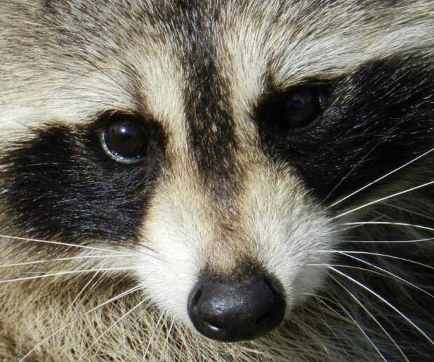 какие уши у енота. Смотреть фото какие уши у енота. Смотреть картинку какие уши у енота. Картинка про какие уши у енота. Фото какие уши у енота какие уши у енота. Смотреть фото какие уши у енота. Смотреть картинку какие уши у енота. Картинка про какие уши у енота. Фото какие уши у енота