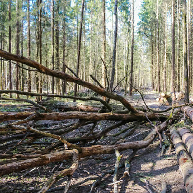 Фото валежника в лесу