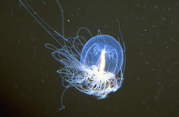 5 фото бессмертной медузы Turritopsis Nutricula, которая знает секрет вечной молодости
