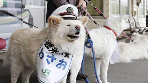 В Японии семья собак стала работниками станции ynews, интересное, милость, начальник станции, собака, станция, япония
