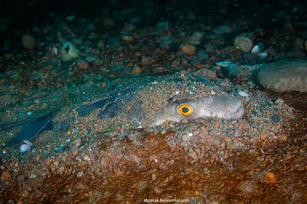 ������������ ����-������