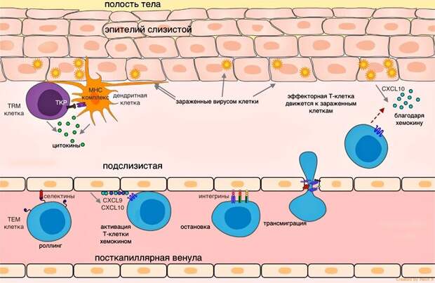 Эмиграция Т-клетки в ткань при вирусной инфекции | https://biomolecula.ru/articles/t-limfotsity-puteshestvenniki-i-domosedy