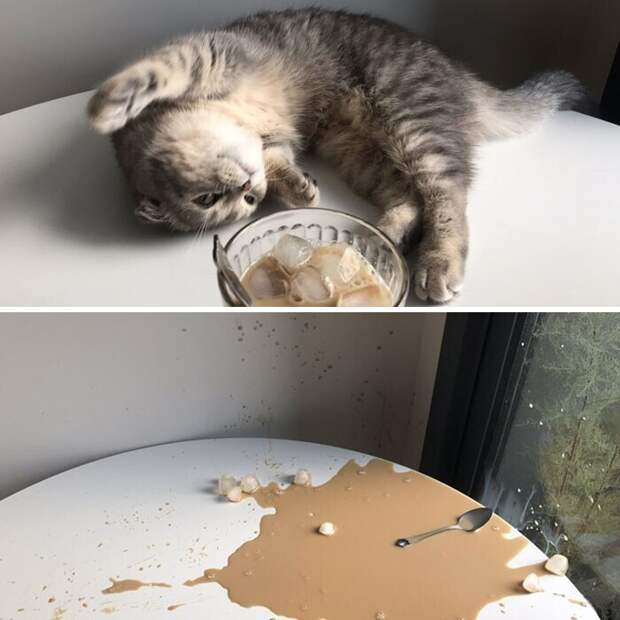 Котики, которые находятся в самых неожиданных местах