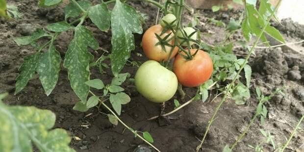 Тайный рецепт плодородия: как обычные крупы из магазина спасают урожай без навоза и химии