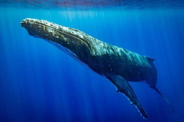 Горбатый кит, фотограф George Garcia