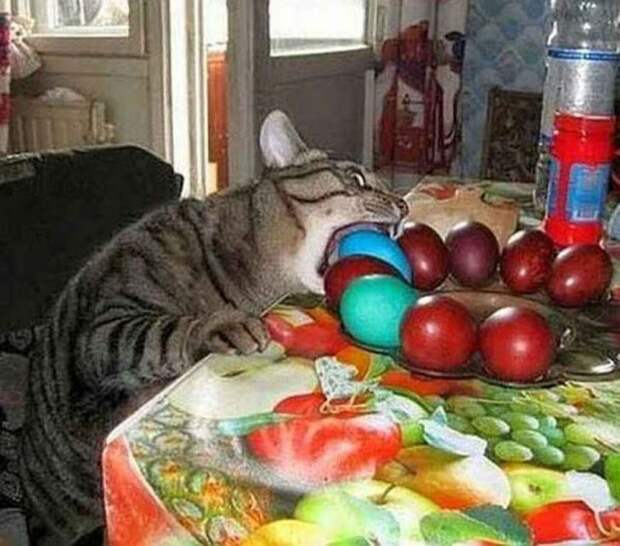 Субботний котопост коты, кошки, приколы с котами., смешные коты