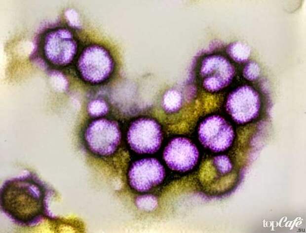 10 вирусов, которые полезны для человека: Аденовирус. CC0