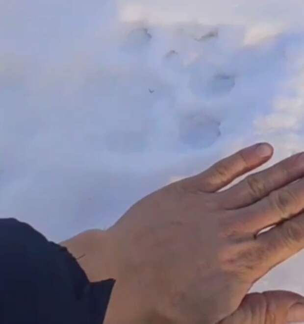 Приморцы вновь заметили следы тигра