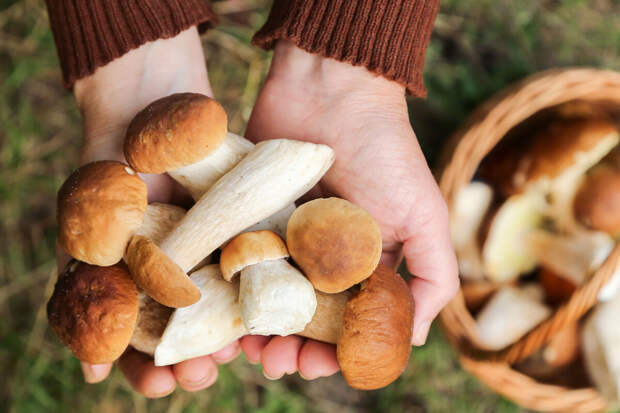 Миколог Вишневский: сезон грибов начнется после схода снега