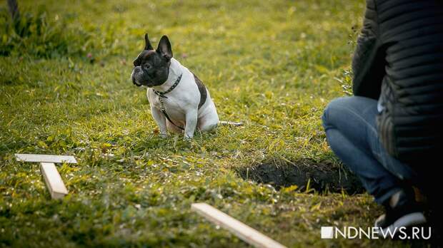 В мэрии Екатеринбурга разъяснили, кому грозит штраф за неправильный выгул собак на набережной
