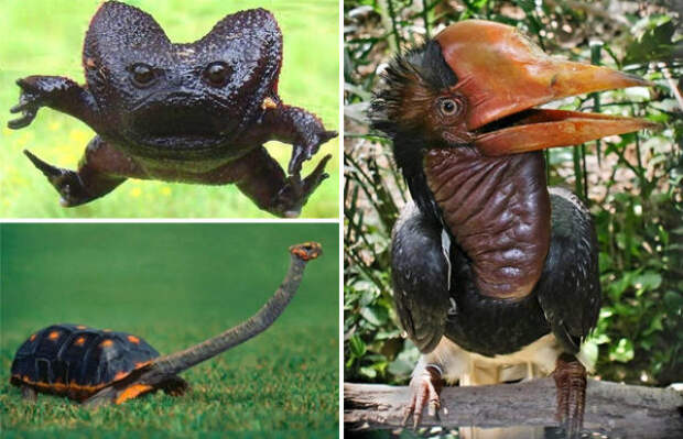 Невероятно странные животные нашей планеты
