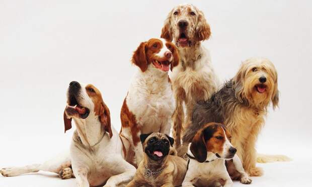 Топ-3 породы собак, которые категорически не подходят начинающим собаководам