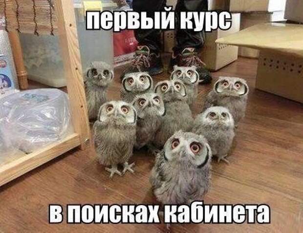 Прикольные фотомемы и демотиваторы