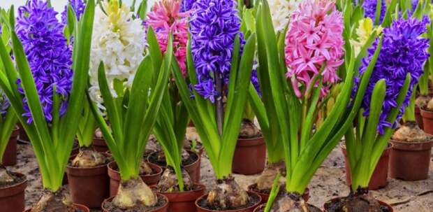 Цветущие луковицы в горшках