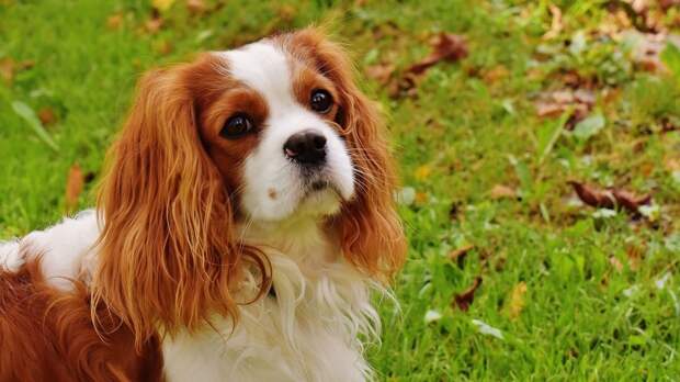 Ученые из Швеции определили самую болезненную породу собак