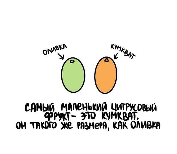 Интересные и короткие факты на все случаи жизни