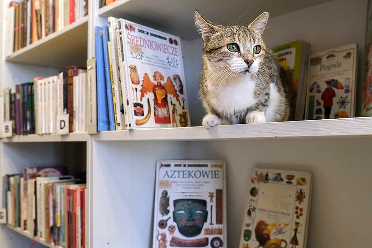 В России выбрали лучшую служебную кошку