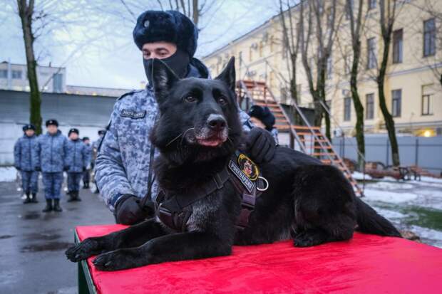 В Петербурге впервые наградили вышедшего на пенсию пса медалью Росгвардии