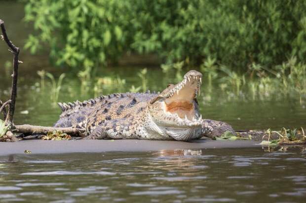 В Австралии двое рыбаков и ребенок провели сутки на берегу реки, которая кишит крокодилами