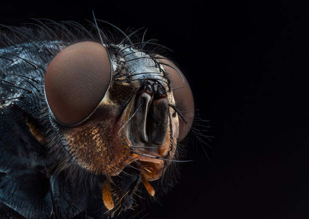 Портрет мясной мухи